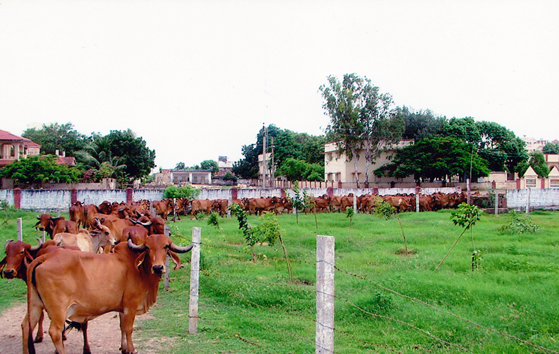 Shri Krishna Gaushala