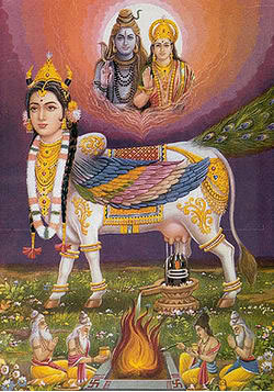 Kamadhenu Mata